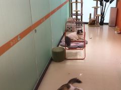 -三花喵·撸猫购宠·宠物生活馆(虹桥南丰城店)
