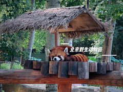 -北京野生动物园