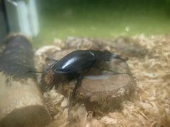 -上海昆虫博物馆