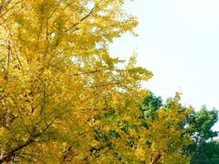 -上海共青森林公园