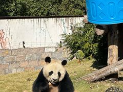 -上海野生动物园