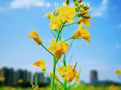 -光明小镇欢乐田园