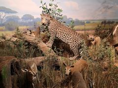 -陕西自然博物馆