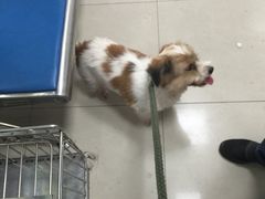 -申普宠物医院·眼科·心内科·影像科(普陀分院)