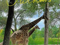 -北京野生动物园