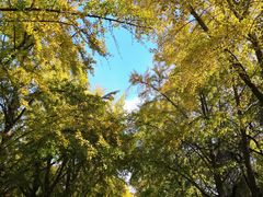 -三里屯东五街银杏大道