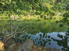 -深圳仙湖植物园