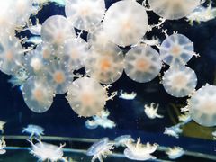 -太平洋海底世界