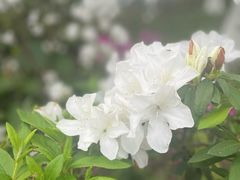 -番禺大夫山森林公园