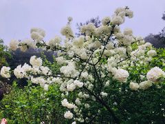 -铁山坪森林公园