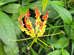 -中国科学院西双版纳热带植物园