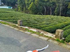 -龙坞茶村