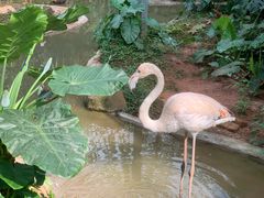 -海南热带野生动植物园