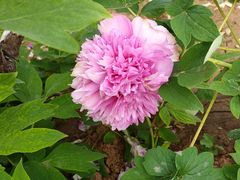 -洛阳市牡丹公园