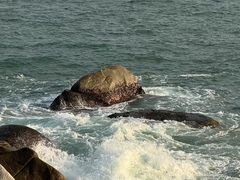 -广东惠东海龟国家级自然保护区