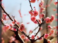 -新虹桥中心花园