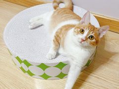-纳吉亚猫专科动物医院(康都外科中心)