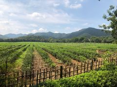 -中国茶叶博物馆(双峰馆区)