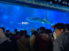 -烟台海昌鲸鲨海洋公园