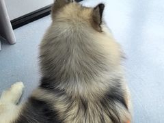 -宠物星动物医院·眼科·异宠·猫科(江南大道总院)