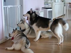 -Husky Go! 哈士奇体验馆·宠物咖啡厅狗咖