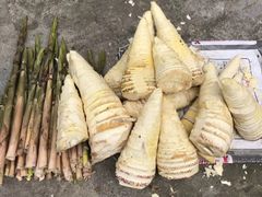 -九龙江国家森林公园