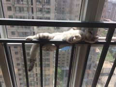 -芭比堂动物医院·犬猫全科·异宠专科(雁塔分院)