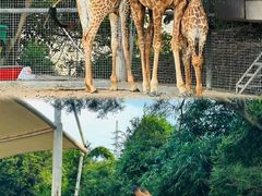 -泉州海丝野生动物世界
