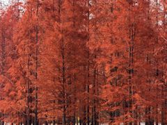 -白鹭湾湿地公园