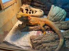 -Rabbit Cafe私房西餐甜点咖啡(栖霞路店)