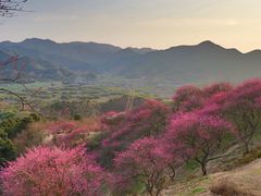 -新建村梅花