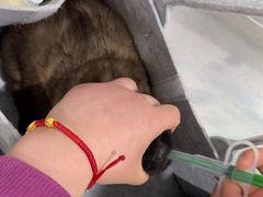 -暖阳宠物医院·犬猫康复中心·骨科