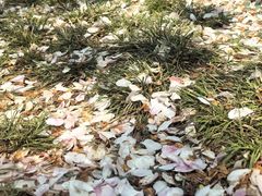 -海棠花溪(元大都城垣遗址公园)