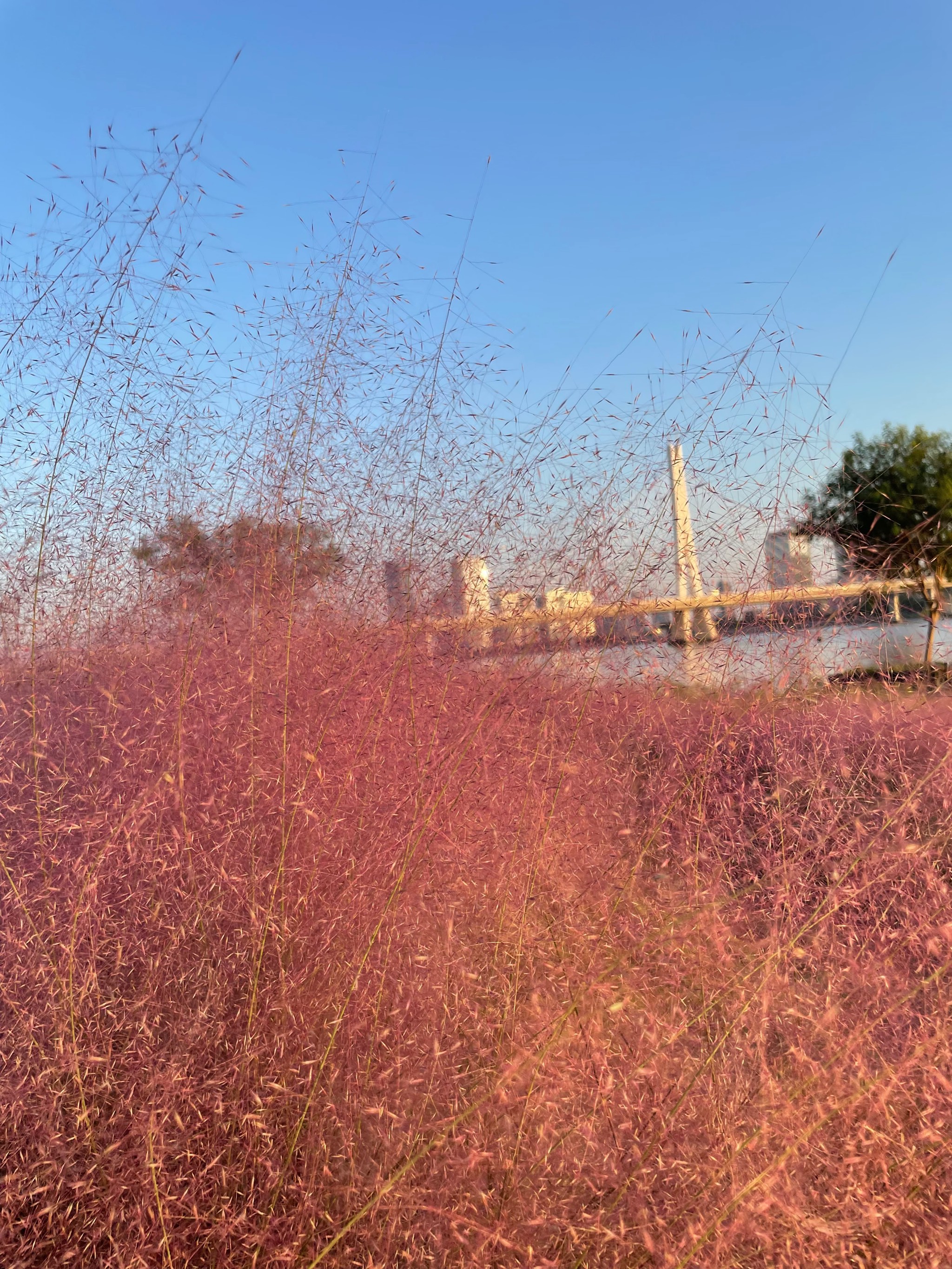 盱眙粉黛花海图片