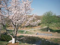 -羊山湖公园