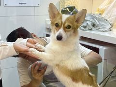 -帕帕拉兹宠物(亚洲旗舰店)