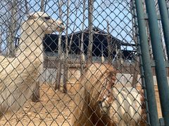 -大连森林动物园