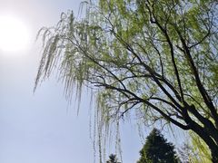 -新虹桥中心花园
