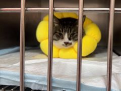 -瑞派福兴宠物医院犬猫全科·骨科·中西医结合(河东店)