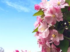 -海棠花溪(元大都城垣遗址公园)
