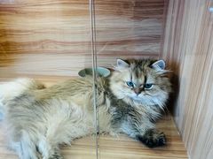 -猫十亿·布偶金渐层·曼基康矮脚猫舍(青年路店)