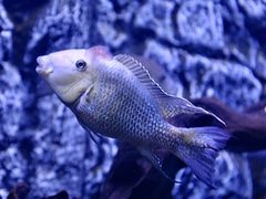 -上海海洋水族馆