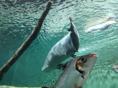 -上海海洋水族馆
