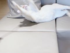 -猫腻·猫咖·撸猫馆(星光大道店)