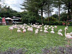 -广州长隆飞鸟乐园