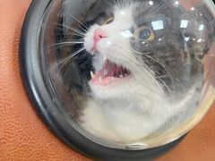 -中农大我爱我爱动物医院·核磁CT·猫病·24小时夜诊中心(石佛营店)
