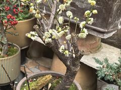 -青石桥花鸟鱼虫市场(叠翠城店)