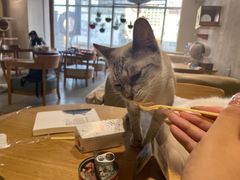 -藏猫猫咖啡主题馆(中央大道店)