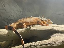 -Zoolung Zoolung动物主题公园(海信广场店)