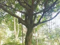 -火炉山森林公园